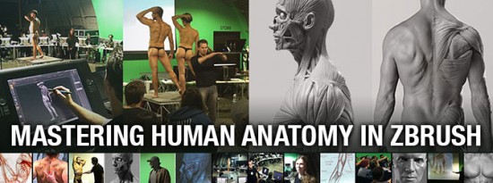 mastering human anatomy in zbrush