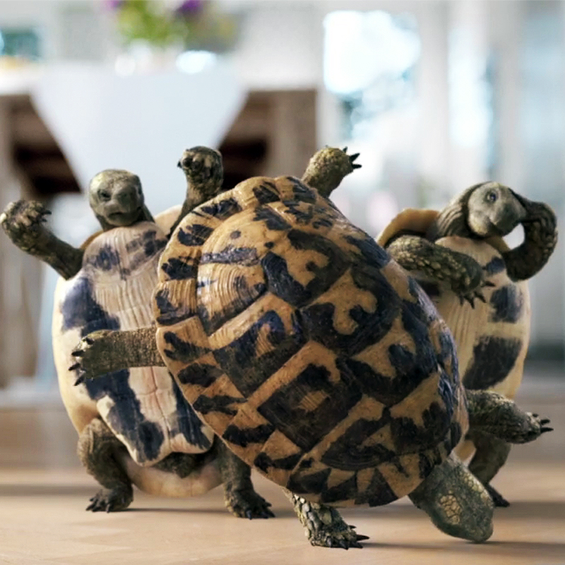 Turtles Can Now Dance, Thanks to ZBrush