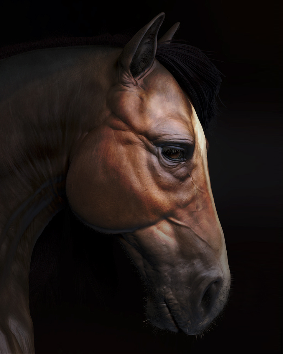 Horse 3 Insta Portrait HD