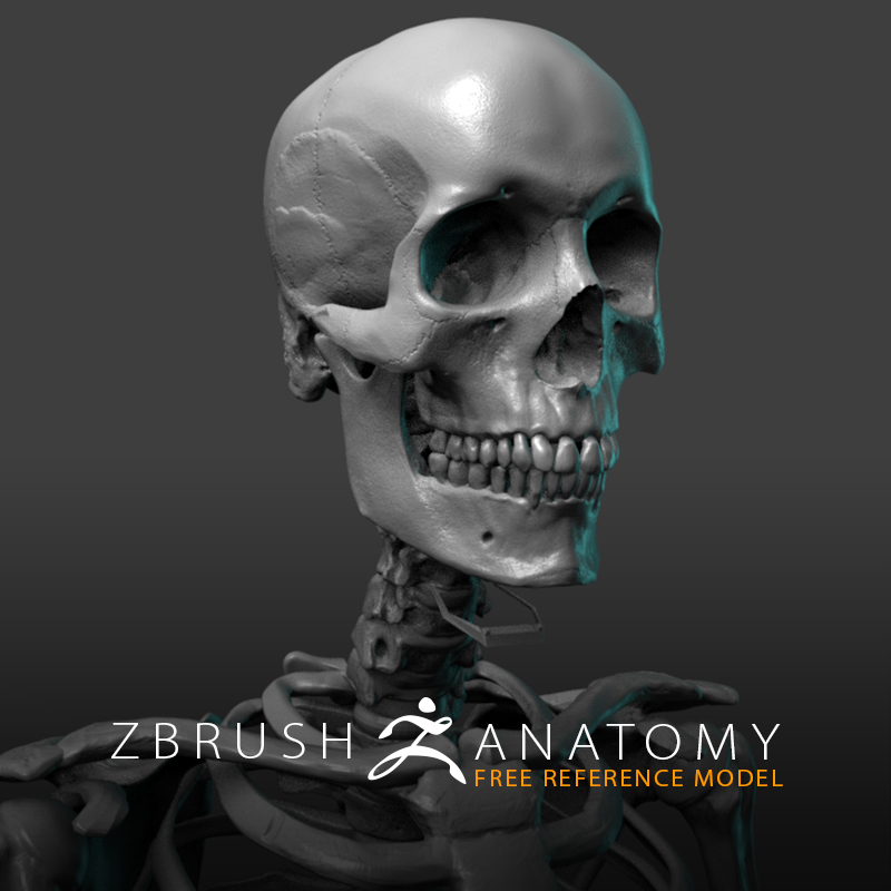 Free Skeleton Anatomy Reference Model