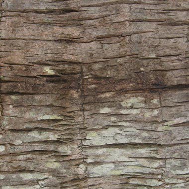 wood texture in zbrush