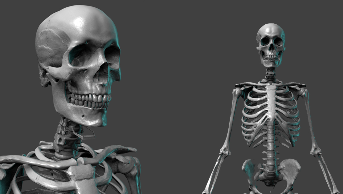 Free Skeleton Anatomy Reference Model – Pixologic : ZBrushLIVE