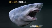 LIFE-SIZE Dinosaurs, Megalodon and other creatures for WA Museum Boola Bardip